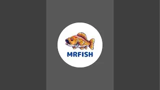 Live Fish Cutting at Local Market | Fresh Fish Cleaning & Butchering | MrFish Live