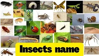 Insects name in English| Insects name with pictures | Insects vocabulary | Basic knowledge