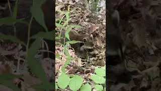 Why You Shouldn&rsquo;t Feed Wild Raccoons (Even if They&rsquo;re Cute) 🦝🚫