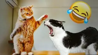 Cats vs Owners 😂 Hilarious Moments You Can't Stop Laughing At