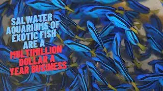 Salwater aquariums of exotic fish are a multimillion dollar a year business