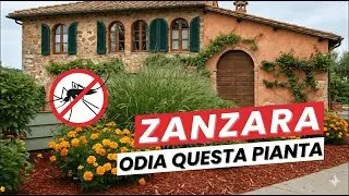 Metti Queste 10 Piante Nel Tuo Giardino e le Zanzare Fuggiranno Istanteaneamente