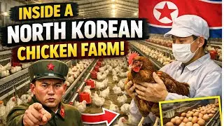 Inside a North Korean Chicken Farm | Life Behind Closed Borders