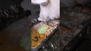 pig food. what does pig eat? asmr eating