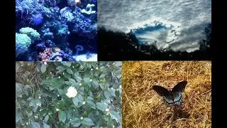 Why Are Corals Pretty? Ocean Pollution Will Cause The Extinction of Mankind BEFORE 