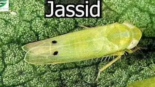Lecture on Cotton Jassid | Cotton Jassid | Insect Pest Of Cotton | Jassid | Amrasca bigutulla