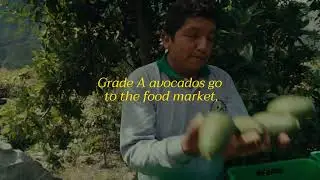 Our Avocado Story | Mustela USA