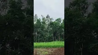 Peacock's used Meowing sounds Used to signal rain or other environmental changes #peacock #trending
