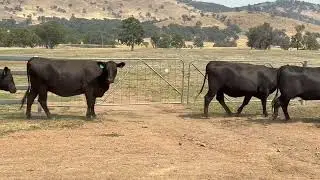 Mintor PTIC 2nd Calvers