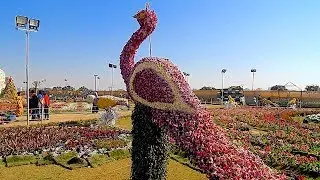 Ahmedabad Flower Show 2019, Sabarmati Riverfront, Ahmedabad, Gujarat, India