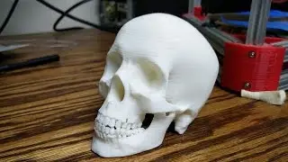 3D Printed Skull