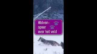 🐺 Het spoor van een wolf over een veld ... ❄️