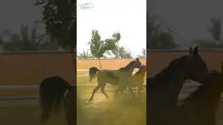 Sanam Stable #foryou #horse #youtubeshorts #beach #animals #trending #song #status