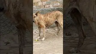kote ne khya##gala biscut