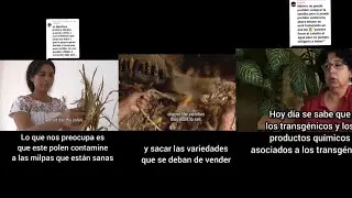 La estafa del maiz transgenico en mexico