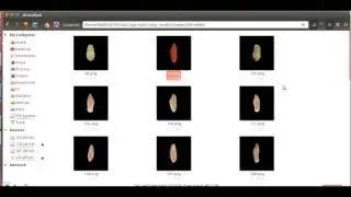 MATT's classification of other grain and foreign matter