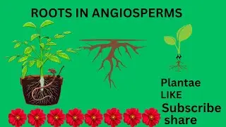Roots In Angiosperms#angiosperms #botanylovers #biologylecture #biology #botany