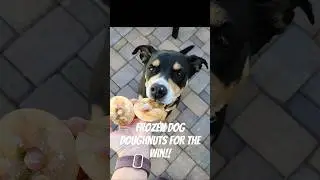 Frozen doggie doughnuts! Easy to make & great for teething puppies. #dogtreats #spoileddog #gsdpuppy