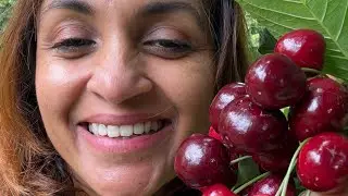 Cherry picking in Cromwell NZ ., taking a dip in a cold lake in Wanaka #family #youtubevloggers 