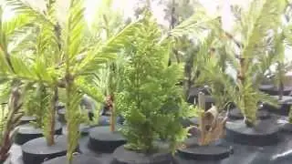 EZ Cloner Propagation of Conifers