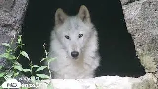 HDOnTap Live Webcam Streaming Wildlife, Beaches, Resorts and Beyond