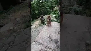 Cute Baby Monkey | YoYo Monkey | BiBi Monkey | Monkey Banana-Baby Monkey | Best Monkey Moments
