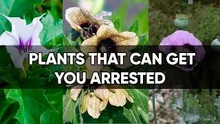 10 Common Plants That Can Be Restricted by Law!