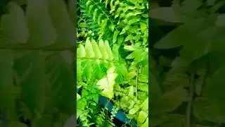 Nephrolepis Exaltata ::  Tiger Fern :: Variegated Boston Fern #houseplants #nature