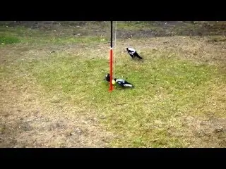 magpies play totem tennis