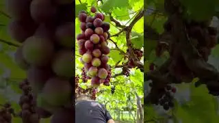 Are grapes sweet or not? 🍇 Grape Picking #FirstPerspective #Immersive Experience