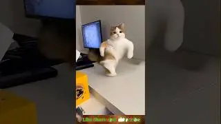 Dancing cat for music 🐱 | #catdance #catanimation #short #ytshory #funnyvideo