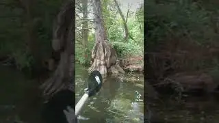 exploring the jungles of Austin Texas