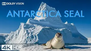 4K WILDLIFE DOCUMENTARY: Antarctica Seals & The Hidden Journeys of the Frozen Continent