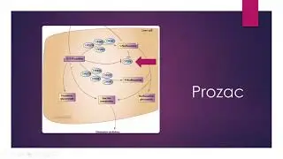 Pharmacogenomics: What is Phenoconversion?