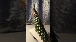Build Number 41 Colourful peacock