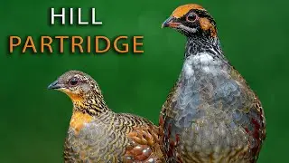 Hill Partridge ---CALL-HABIT-HABITAT-FOOD--- 4k Slow motion, relax music, #rahul_chakraborty