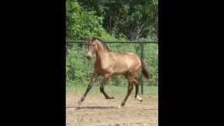 Bishop EAS aka Finn - 2024 BIG BOY BUCKSKIN ANCCE PRE Colt with Champion Bloodlines