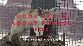 Cool facts about fennec fox!