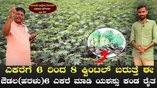 ಎಕರೆಗೆ 6 ರಿಂದ 08 ಕ್ವಿಂಟಲ್ ಬರುತ್ತೆ ಈ ಔಡಲ 6 ಎಕರೆ ಮಾಡಿ ಯಶಸ್ಸು ಕಂಡ ರೈತ|CASTOR FARMING IN KANNADA|EP-02