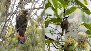 Birdwatching Sun Valley, Blue Mountains | Glossy Black Cockatoos & Other Birds