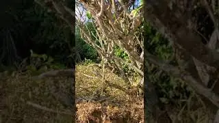 pureSKY Casa   lot prep 2