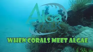 When corals meet algae and Algal Sex and the symbiont, an AlgaTalk news shorts