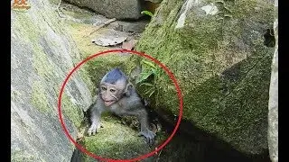 Pity Baby Monkey Cry Loudly, Young Mom Jill Bite Baby Jessie fall Down| Baby So Hurt.