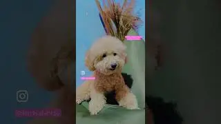 Follow IG dan Tiktok Larrie.shihtzu ya… jangan lupa subscribe, like n share Yutube channelnya