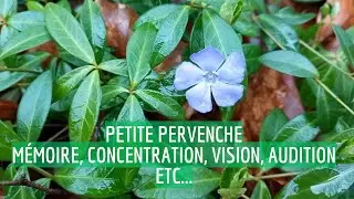 La petite pervenche, M&eacute;moire, concentration, vision, audition Etc...