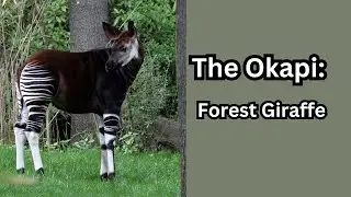 Intriguing Facts about The Okapi: Forest Giraffe - Unique Stripes and Antler-like Ears.