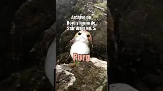 Que es un Porg??? #starwars #peteralfario #porg #porgs #episodeviii #episode8