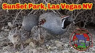1.22 Animals of SunSet Park, Las Vegas NV