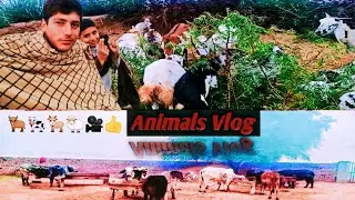Real Village Animal Life | Cows, Goats & Daily Desi Farming Vlog