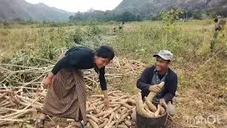 ເກັບມັນຕົ້ນຊວ່ຍສາວນ້ອຍ